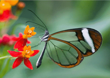 1502781538431574.gif t013d68eace64eef352.gif